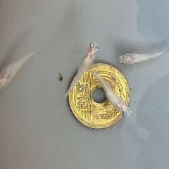 【メダカ】紅ほっぺ 幼魚5匹 　600円　の画像