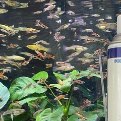 熱帯魚　　エンドラーズグッピーの画像