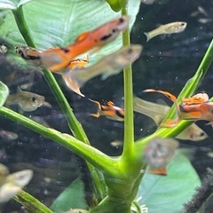 熱帯魚　　エンドラーズグッピーの画像
