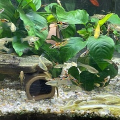 熱帯魚　　エンドラーズグッピーの画像