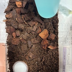 カブトムシのオス🧚‍♂️の画像