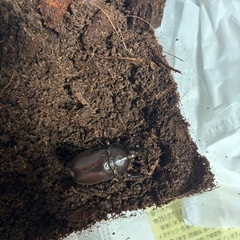 カブトムシのオス🧚‍♂️の画像