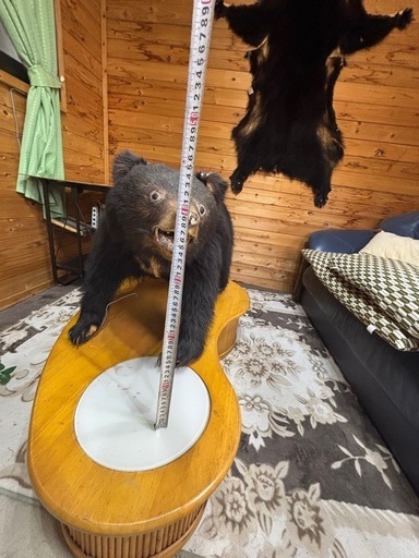 子熊の剥製欲しい方差し上げます (chime) 戸越銀座のインテリア雑貨