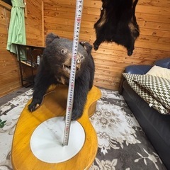 子熊の剥製　欲しい方差し上げますの画像