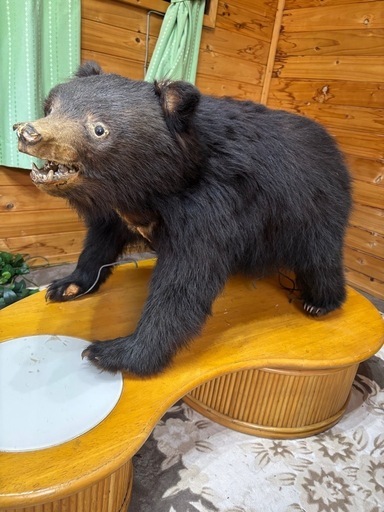 子熊の剥製欲しい方差し上げます (chime) 戸越銀座のインテリア雑貨