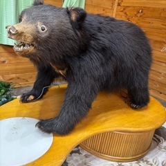子熊の剥製　欲しい方差し上げますの画像