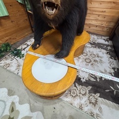 子熊の剥製　欲しい方差し上げますの画像