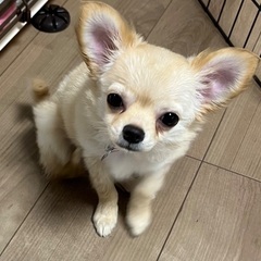 チワワ(ロング)3ヶ月女の子譲ります