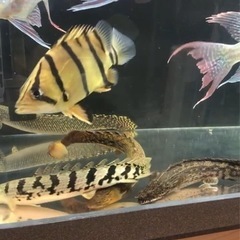 フォーバータイガーダトニオ
の画像