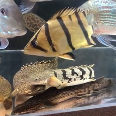 フォーバータイガーダトニオ
の画像