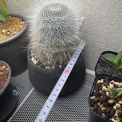 サボテン 玉翁 マミラリア 植物の画像