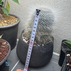 サボテン 玉翁 マミラリア 植物の画像