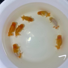 らんちゅう当歳魚7匹セットの画像