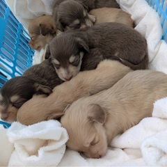 小型犬の天使＾＾