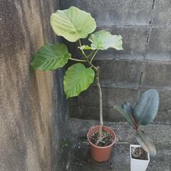 ウンベラーダ🌿の画像
