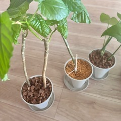観葉植物植物斑入りモンステラなど今日限定価格‼️の画像
