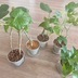 ランキングキーワードに紐づく投稿画像-観葉植物