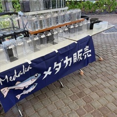 8月31日（日）道の駅【しらとりの郷】でメダカ販売
