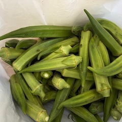 きゅうり 茄子　オクラの画像