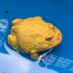 クランウェルツノガエル〈オス〉　ピカチュウの画像