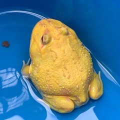 クランウェルツノガエル〈オス〉　ピカチュウの画像