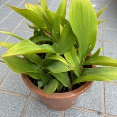 すずらん(抜き苗)の画像
