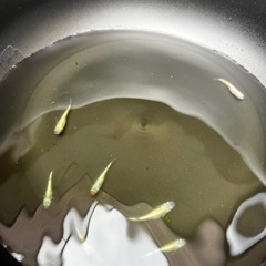 名前も見た目もド派手なメダカ【✨ヒミツヘイキ】の画像