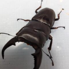 スマトラオオヒラタクワガタ　アチェ　新成虫ペア　漆黒の虎⑤の画像