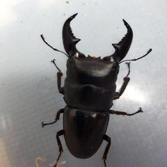 スマトラオオヒラタクワガタ　アチェ　新成虫ペア　漆黒の虎⑤の画像