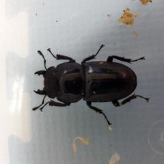 スマトラオオヒラタクワガタ　アチェ　新成虫ペア　漆黒の虎⑤の画像