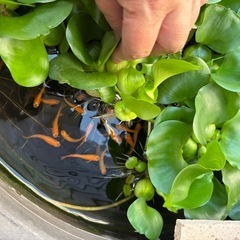ホテイ草1個の画像