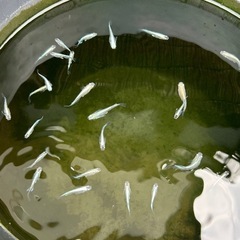 メダカ
の画像