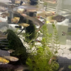 エンドラーズ　グッピー　熱帯魚の画像