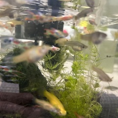 エンドラーズ　グッピー　熱帯魚の画像