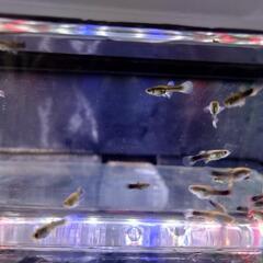 ①🐟️ドイツイエロータキシード（稚魚）5匹 400円 10匹 700円の画像