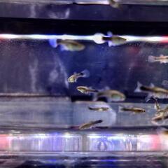 ①🐟️ドイツイエロータキシード（稚魚）5匹 400円 10匹 700円の画像