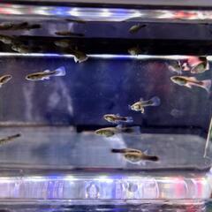 ①🐟️ドイツイエロータキシード（稚魚）5匹 400円 10匹 700円の画像