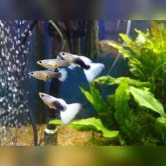 ①🐟️ドイツイエロータキシード（稚魚）5匹 400円 10匹 700円の画像