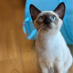 [一時受付停止]シャム柄の男の子と黒猫の女の子　兄妹　3ヶ月