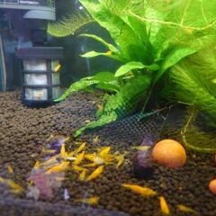 ②🦐イエローチェリーシュリンプ5匹300円の画像