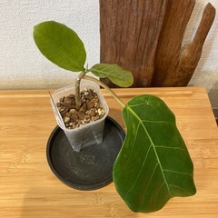 観葉植物アフリカンプリンスW-03の画像