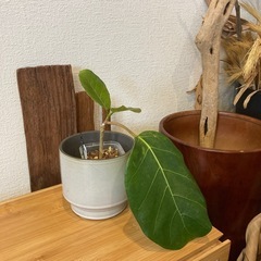 観葉植物アフリカンプリンスW-03の画像
