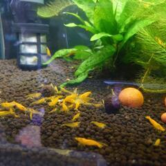 ③🦐イエローチェリーシュリンプ5匹300円の画像