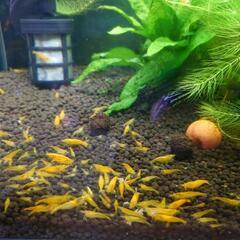 ③🦐イエローチェリーシュリンプ5匹300円の画像