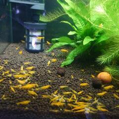 ③🦐イエローチェリーシュリンプ5匹300円の画像