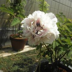 芍薬の苗木を明日中に引き取り可能な方を募集します。の画像
