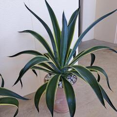 アガベ（陶器鉢）の画像