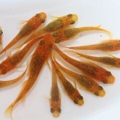 道の駅にのみやでメダカ500円均一セール開催中！　亀田養魚の画像