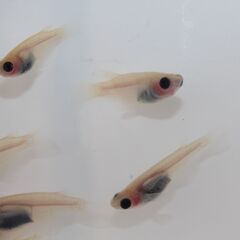 道の駅にのみやでメダカ500円均一セール開催中！　亀田養魚の画像
