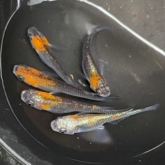 藤煌5匹セット🐟めだか🐟の画像